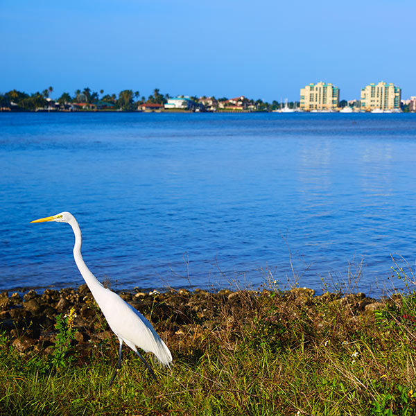 Search Marco Island Homes